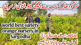 Orange best variety nursery in Pakistan // Orange nursery // kinnu nursery in Sargodha