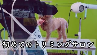 Rasuくん、トリミングサロン変わりました🐶✂️Taruちゃんは自宅でカット中に、ハプニング続出😱トイプードルのTaruto＆Rasuku