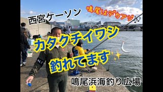 西宮ケーソンと鳴尾浜でイワシ釣れてます fishingmax武庫川店