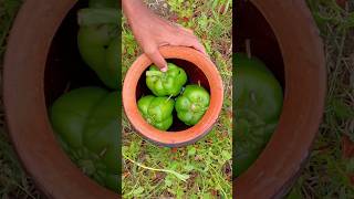 Egg Fry In Green Capsicum | Village Cooking Shorts | Unique Masala Egg Boiled Style.