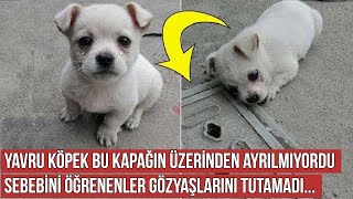 Yavru Köpek Bu Kapağın Üzerinden Ayrılmıyordu, Sahibi Sebebini Çok Sonra Anladı