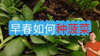 早春如何种菠菜？使用双氧水催芽，室外直播种菠菜，又快又好！