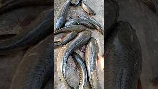 വരാൽ പിടിത്തം കാണണോ നാ... സബ് ആക്കിക്കോ #fishing #shorts #youtuber