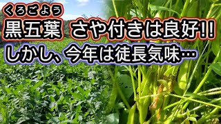 【黒五葉】莢付きは良好ですが、今年の大豆は全体的に徒長気味です。 摘心後 摘心効果