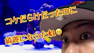 【海水魚水槽】放置したコケだらけ水槽が…(･∀･)