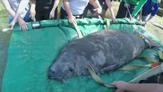 FWC requests $7 million to help manatees after a record 968 deaths this year