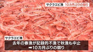 サクラエビ漁　１０カ月ぶりの競り　漁獲量少なく　１杯１０万円超え