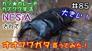 【カブトムシ・クワガタ】NESiAさんでスペシャル血統のオオクワガタ買いました！ど初心者のオオクワブリードチャレンジスタート！「カツ★ガレーヂカブクワ生活#85」