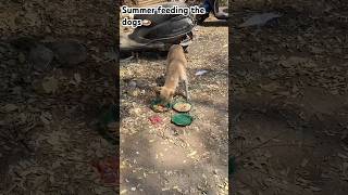 #SUMMER DAY 1 #summer feedings the dogs#voiceless animals feeding the food 🍛 #dogs #food#shorts