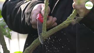 COMMENT BIEN TAILLER UN ARBRE À PAPILLONS