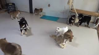 だんだん荒くなってきた生後1か月の柴犬子犬