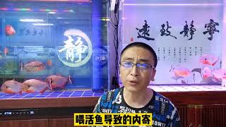 罗汉鱼到底能不能投喂活鱼？这个问题，我看也只能见仁见智了