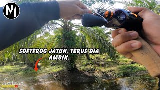 MERUAN DI SPOT LADANG KELAPA SAWIT. VLOG 114 #casting #snakehead #gabus