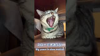 【短い動画】スローモーションで大あくび【アメショー】 Cat yawns in slow motion #shorts