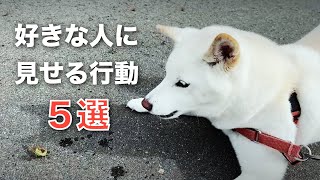 白柴が家族の中で一番好きな人に見せる行動５選【柴犬】【shiba】