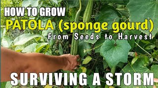 Growing Patola (Spongegourd/Luffa/Loofah) in the Garden | From Seeds to Harvest | Ashiong Tv