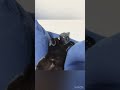 ヨギボー様でダメになる猫。