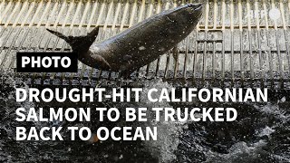 PHOTO - Drought-hit salmon to be trucked back to ocean | AFP