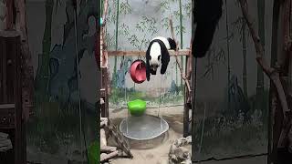 Smooth Landing of Cute Panda 'Qiaoqiao' at the Photosynthetic Valley Zoo