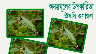 অনন্ত মূলের ঔষধি গুনাগুন ও উপকারিতা জেনে নিন