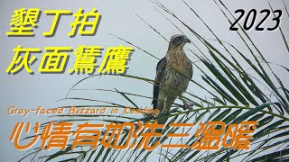 The Gray-faced Buzzard in Kending, Taiwan