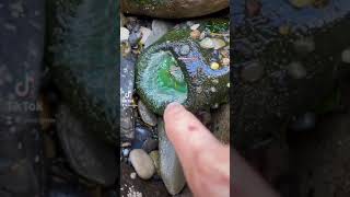 Touching a Green Sea Anemone #shorts