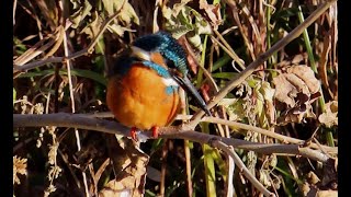 カワセミ調布地区お父さん復路2025 01 02 #カワセミ #野鳥 #birds #wildlife #nature #自然観察ぶらり散歩