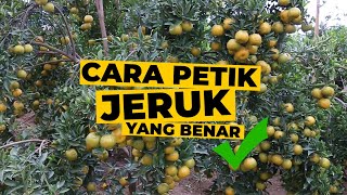 CARA PETIK JERUK YANG BENAR