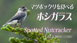 【ホシガラスの貯食】とってもお洒落れで賢いカラス！ Spotted Nutcracker This crow is very stylish and clever