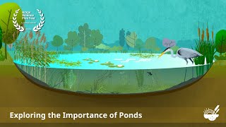 [English] Exploring the importance of ponds