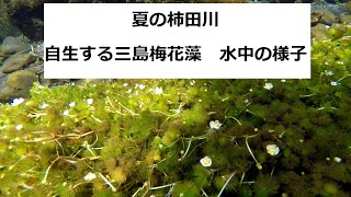 夏の柿田川に入る　自生する三島梅花藻の様子