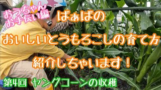 【とうもろこし栽培】第4回【ヤングコーンの収穫】ばぁばのおいしいとうもろこしの育て方紹介しちゃいます！