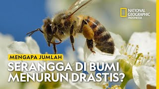 Dunia Hewan: Mengapa Jumlah Serangga di Bumi Menurun Drastis?