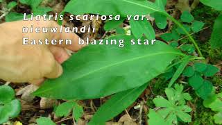 Missouri Ozarks Plant ID Blazing Star Species Part 1