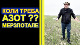 СЛАБА ПШЕНИЦЯ -ЧИМ ДОПОМОГТИ ? КАС ? СЕЛІТРА? ЧИ ФОСФОР КАЛІЙ ? ДОБРТВО АЗОТНЕ ЧИ ОРГАНОФОСКА