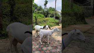 DOMBA GARUT #shortvideo #domba #sheep #dombagarut #ternak #animals #shorts #fyp #fypシ゚ #ternakdomba