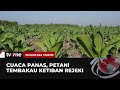 Kemarau Membawa Berkah Bagi Petani Tembakau Di Jawa Timur | Nusantara Terkini tvOne