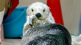 ラッコ　メイちゃん　何度でも決めポーズとります【鳥羽水族館】Sea otter Mei-chan Toba Aquarium