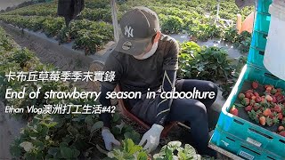 End of strawberry season in caboolture 卡布丘草莓季季末實錄｜Ethan Vlog澳洲打工生活#42｜