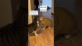 Funny cat and dogs 😂😂 episode 382 #shorts #cat #cats #funny #pets