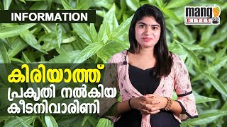 ഇന്ത്യയിലും ശ്രീലങ്കയിലും  കണ്ടുവരുന്ന ഒരു ഔഷധ സസ്യമാണ് കിരിയാത്ത് Green chiretta