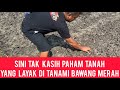 PENTING!!! PENTING!!! PENTING!!! TIDAK SEMUA LAHAN BISA DI TANAMI BAWANG MERAH