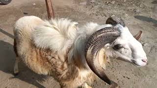 #biggest #sheep #amingad #heavy #bakrid #2022