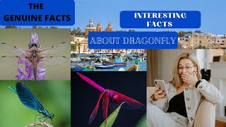 Interesting Facts About DRAGONFLIES |10 Dazzling Dragonfly Facts| the Most Fascinating Insects