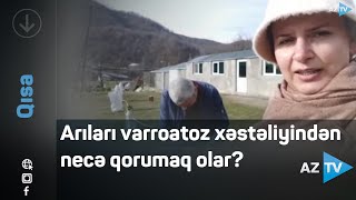 Lənkəran sakini arıları gənələrdən qorumaq üçün yeni qurğu hazırlayıb