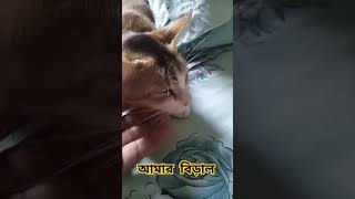 আমার বিড়াল #funnyvideo #cat #hopcat #catfunny #funny #hiphop #catvideos #funnycatvideos