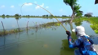 Asli Besar! Sampek panik saya, Mancing ikan mas liar dapat sebesar ini