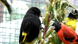 Schwarzzeisig.Zwarte Sijs.Nero Siskin.Black-siskin breed.Spinus atratus.Carduelis atrata.