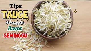 Tips Menyimpan Tauge Kecambah Agar Awet Tahan lama Seminggu | HOW TO KEEP SPROUTS FRESH