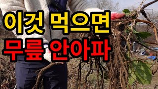 #무릎통증 없애는 두 가지 약초#퇴행성관절염#무릎관절염[약초방송]